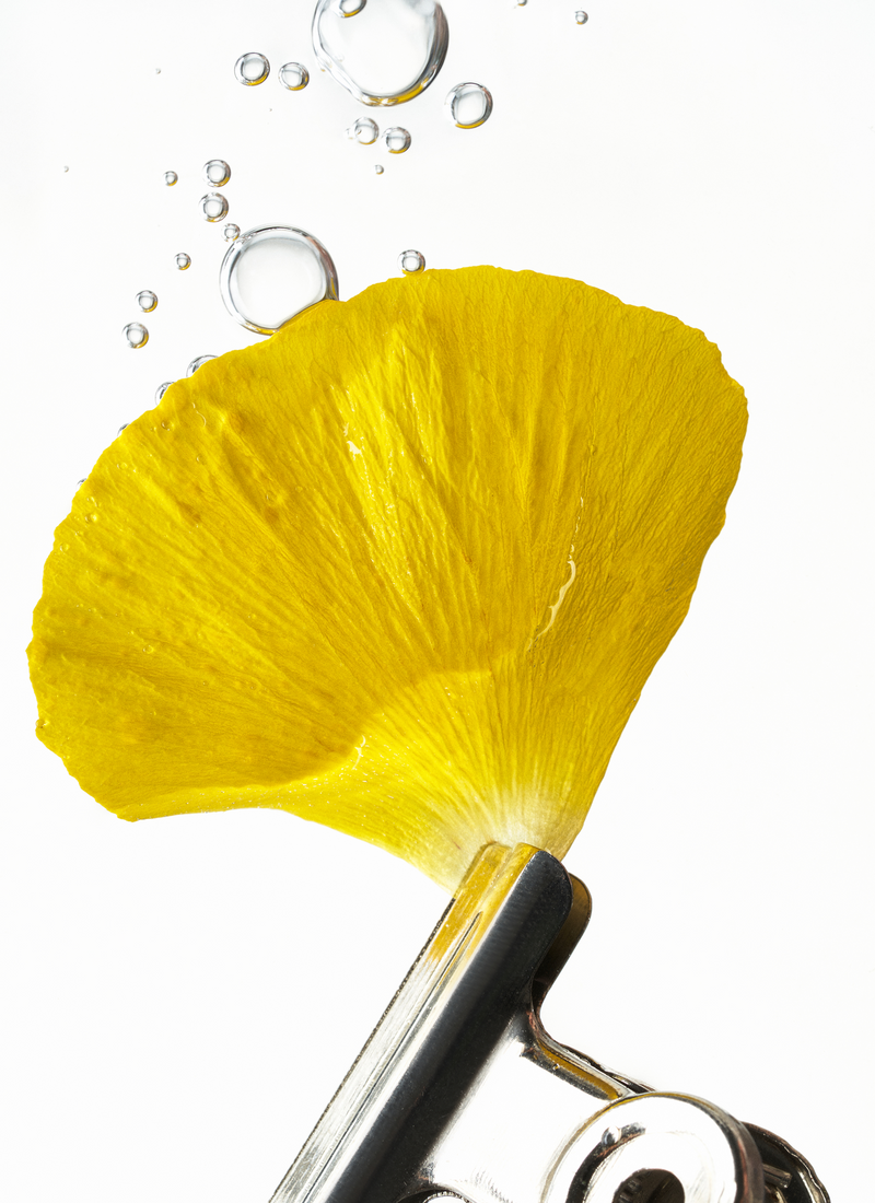 Potentilla Anserina Extract