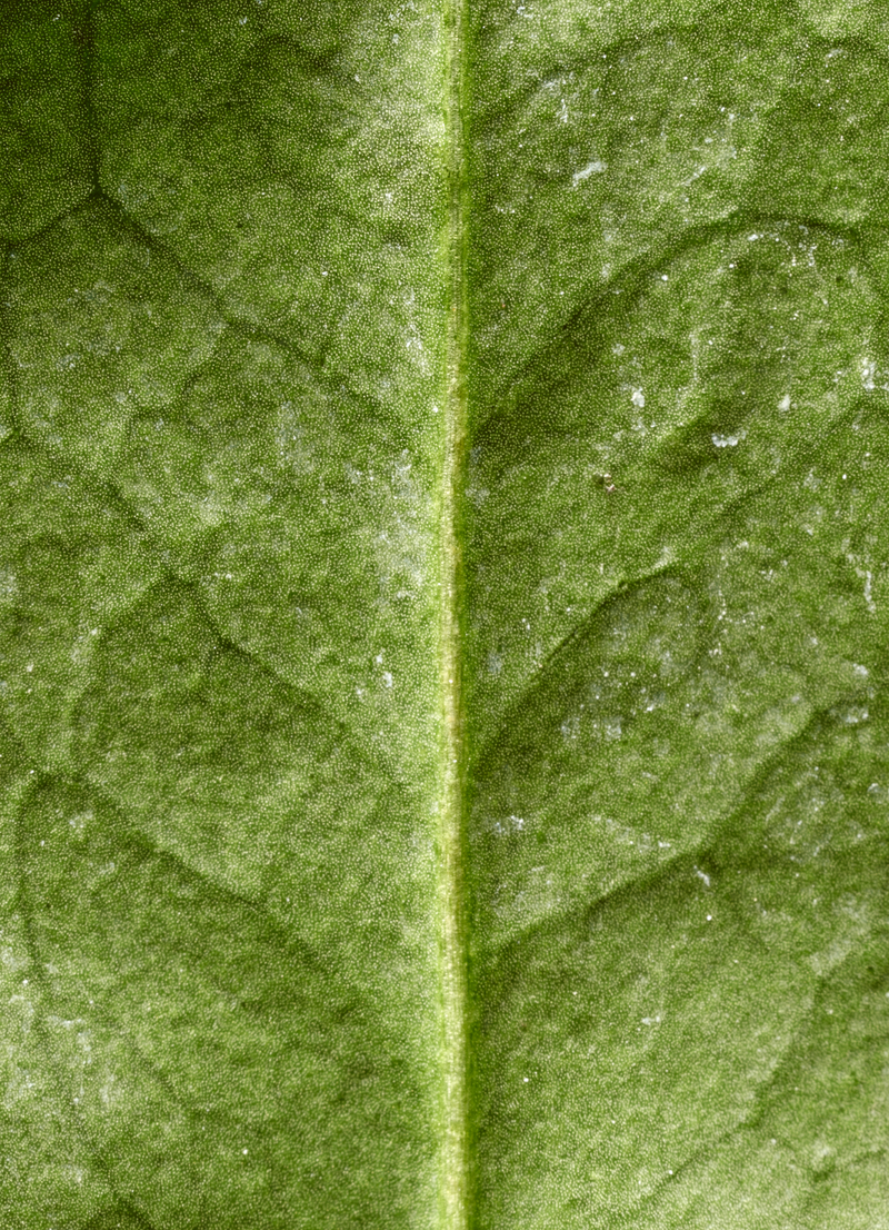 Camellia Sinensis Leaf Water